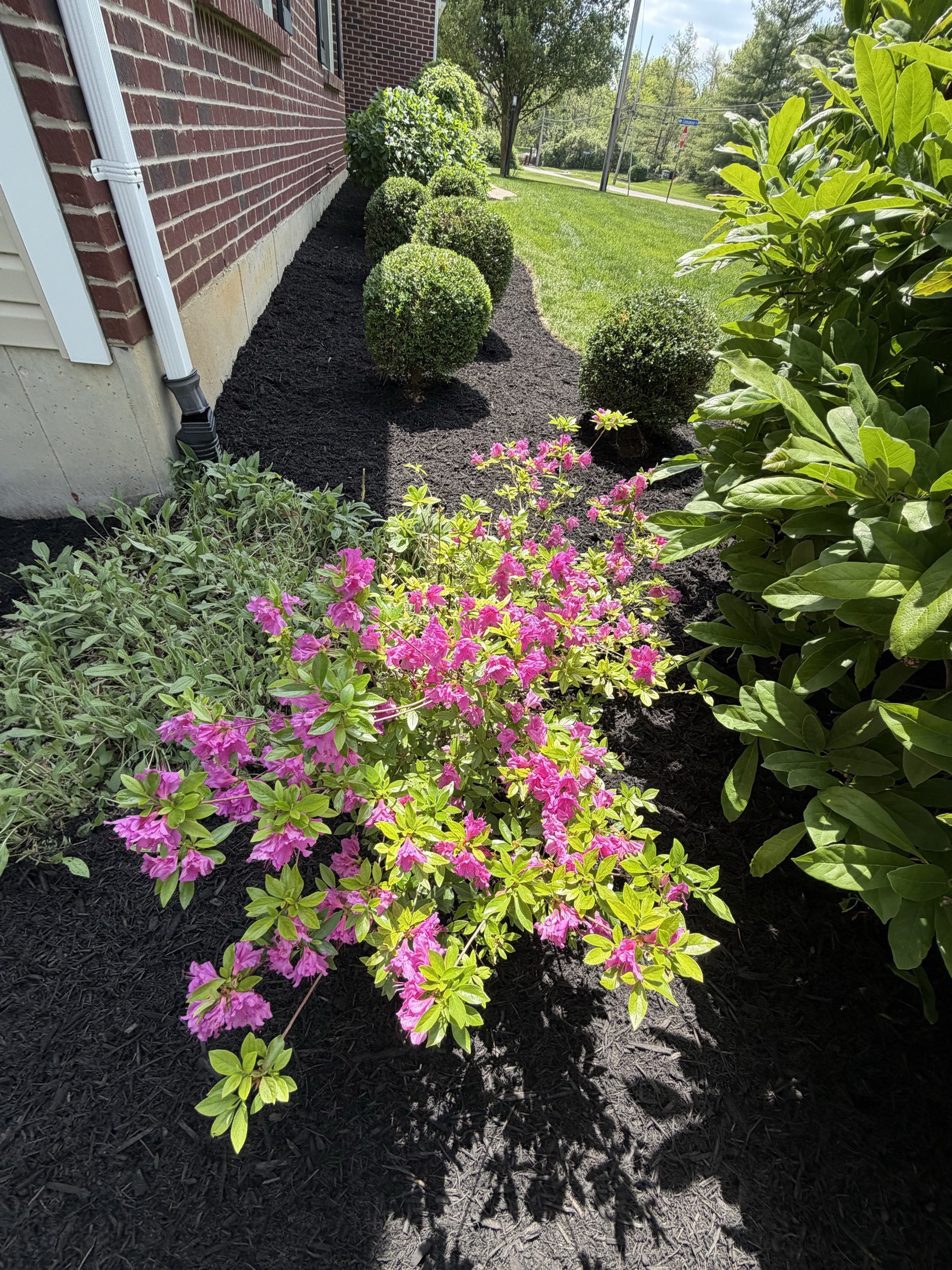 Flower bed with pink blooms, hostas, mulch, and garden edging