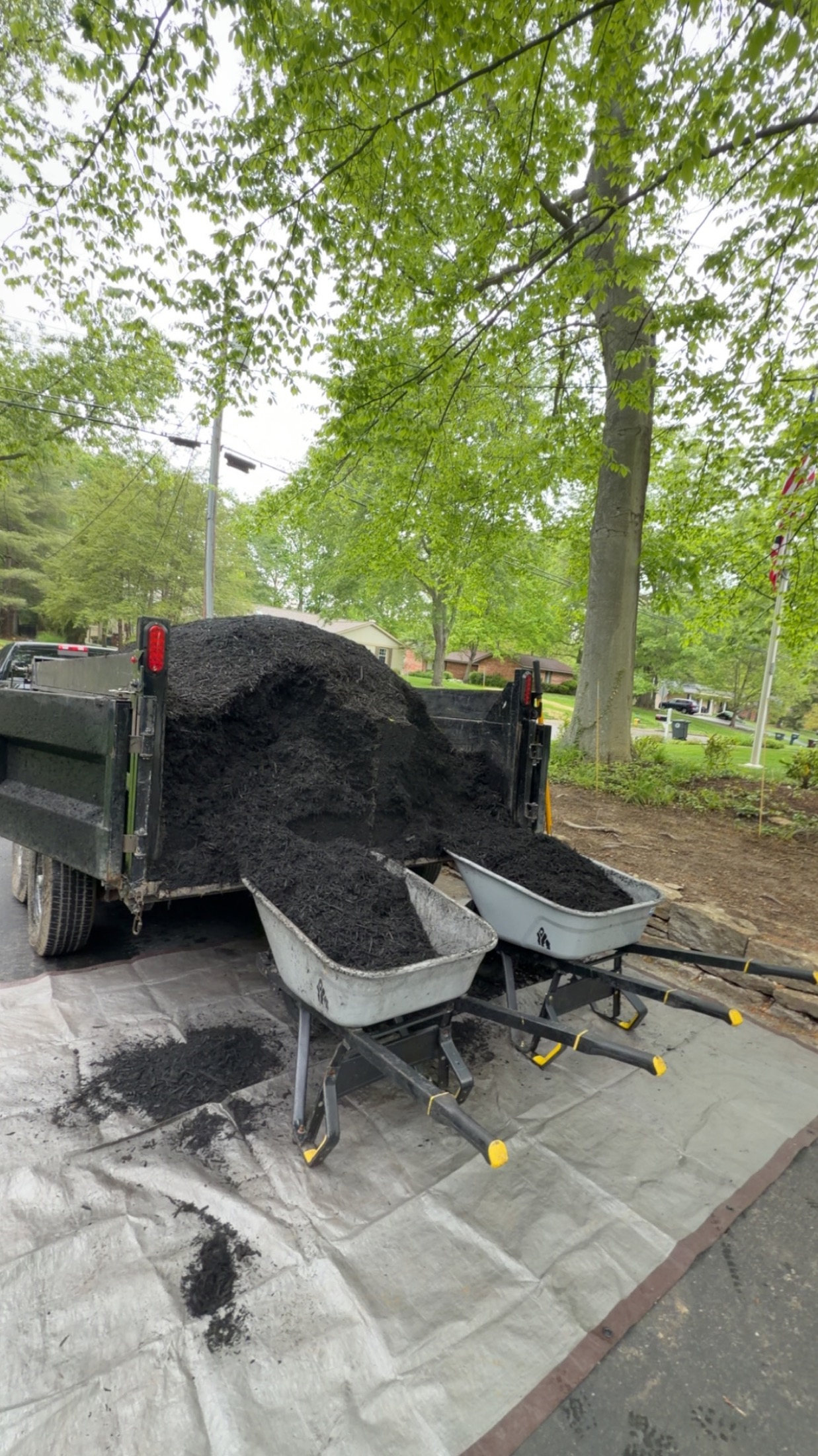 Fresh black mulch being installed from a truck and wheelbarrows
